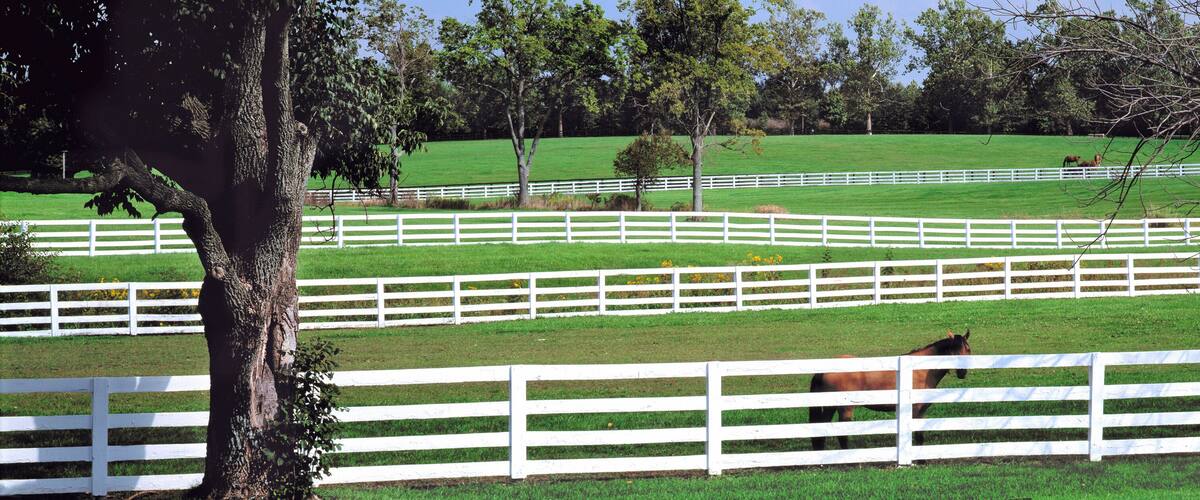 USA, Kentucky, Lexington. A thoroughbred horse stands by a white fence in Kentucky Horse Park, Lexington, Kentucky.