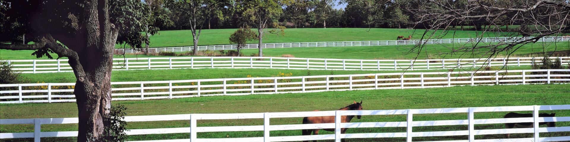 USA, Kentucky, Lexington. A thoroughbred horse stands by a white fence in Kentucky Horse Park, Lexington, Kentucky.
