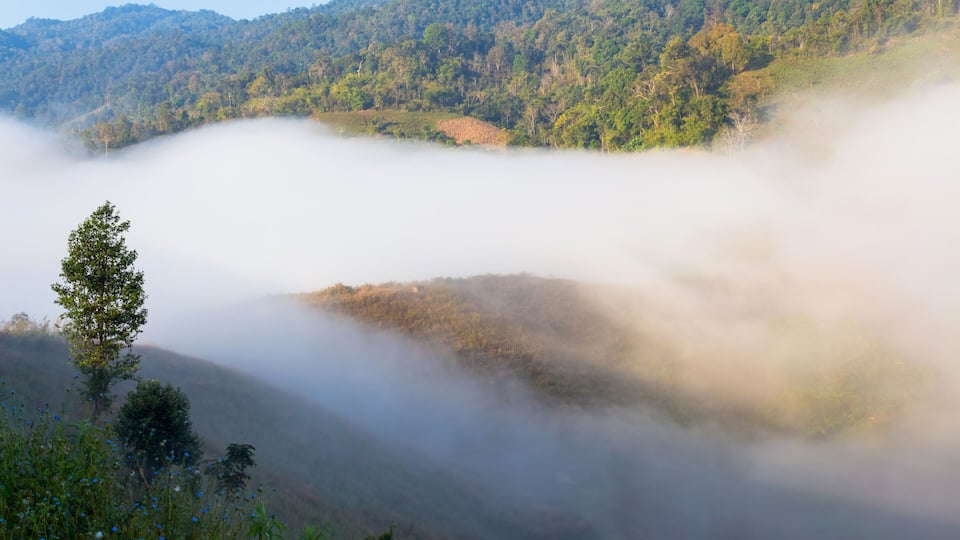 Fog path through the mountain farm uphill to the sky at morning time.