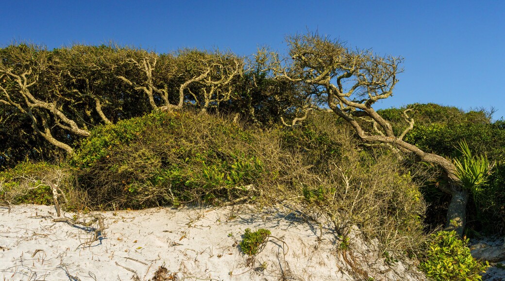 ไวร์กราสส์ เมโดว์ส