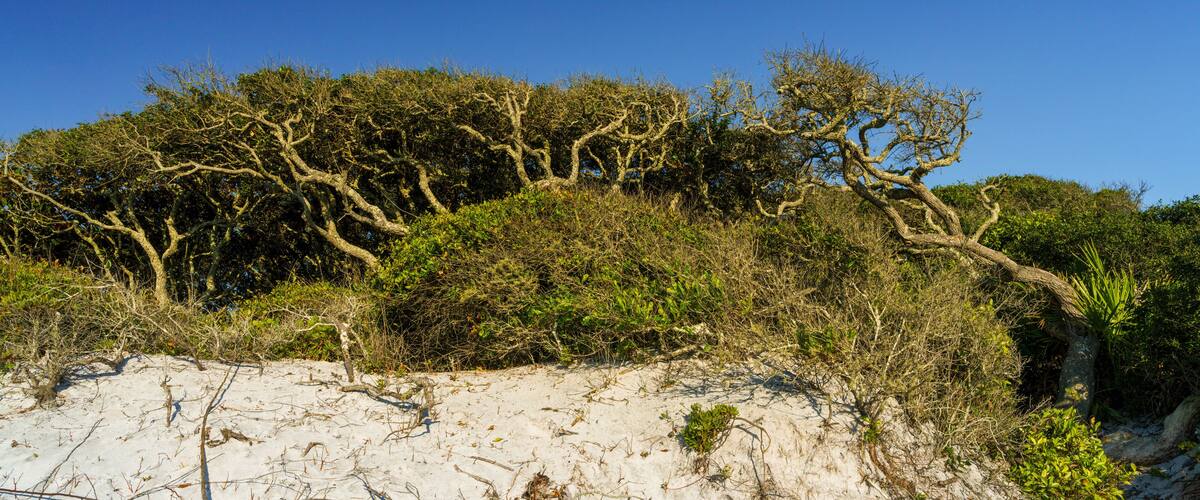 Weathered Sand Live Oaks on Florida Panhandle Sand Dune
