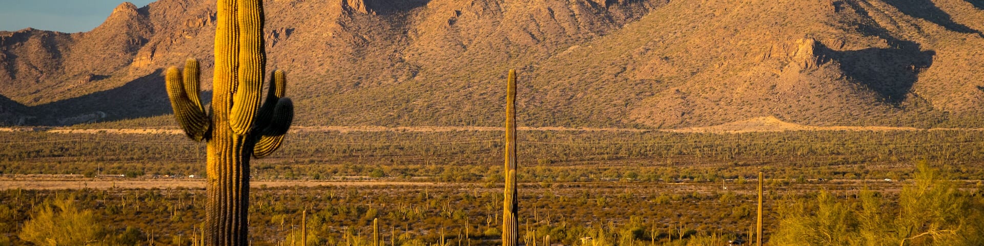 A desert landscape with a prominent cactus in the foreground and a mountain in the background.
