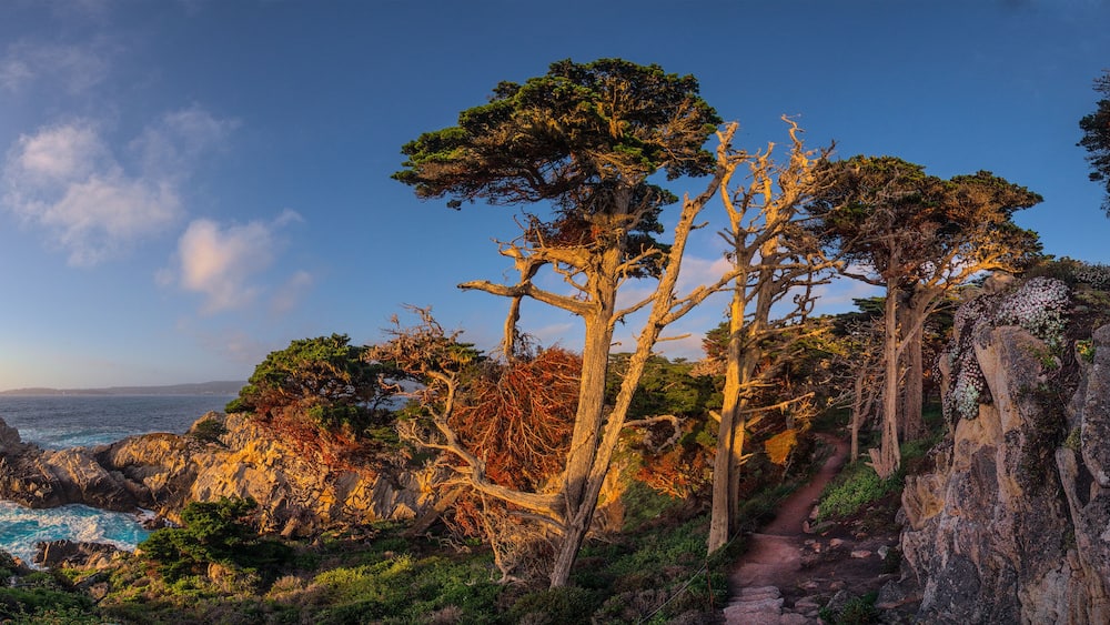 A coastal landscape with rocky cliffs, trees, and a trail.