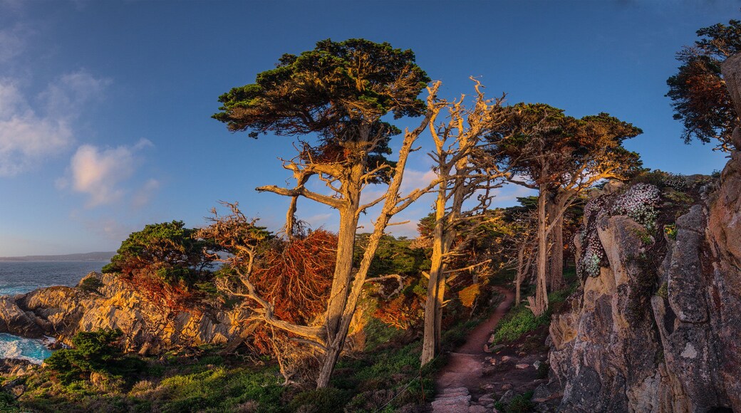 A coastal landscape with rocky cliffs, trees, and a trail.