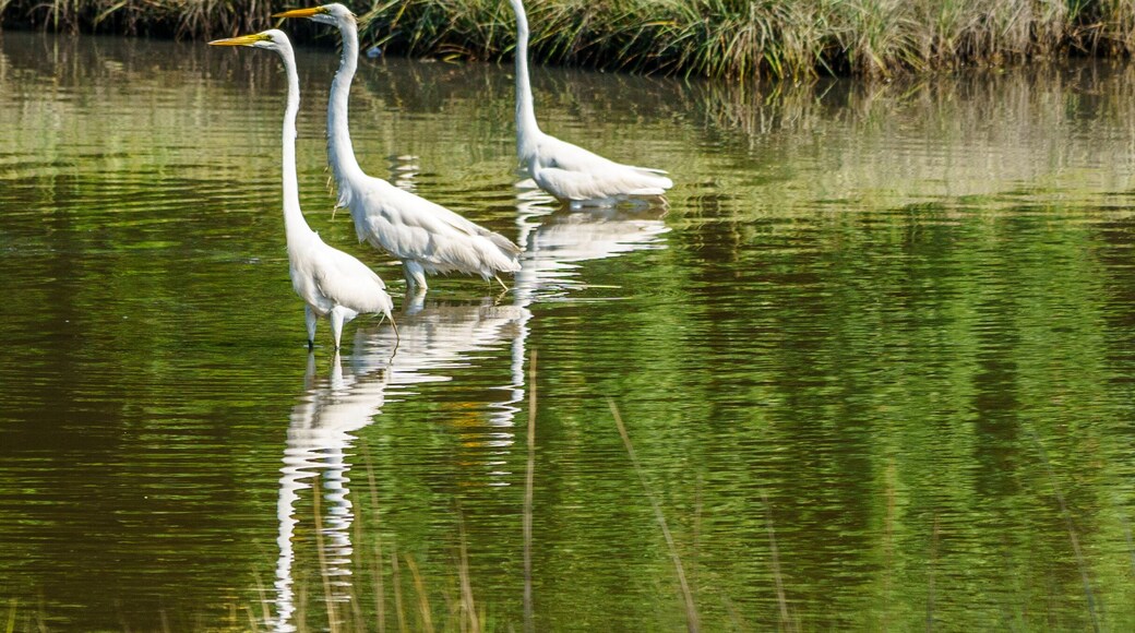 Poble Marina Bohicket