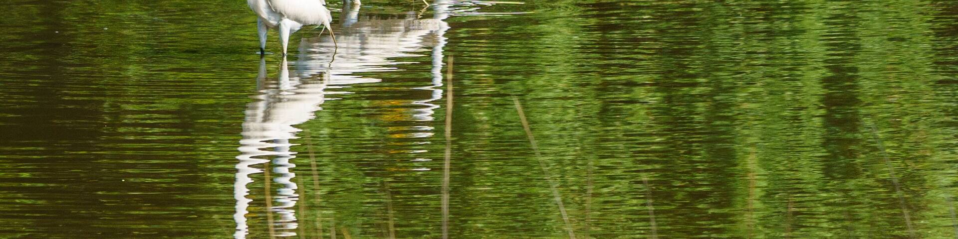 Egrets and Storks in the Marsh, Jenkin's Point