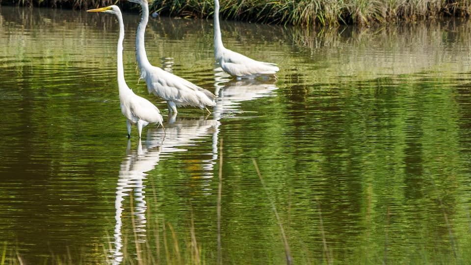 Egrets and Storks in the Marsh, Jenkin's Point