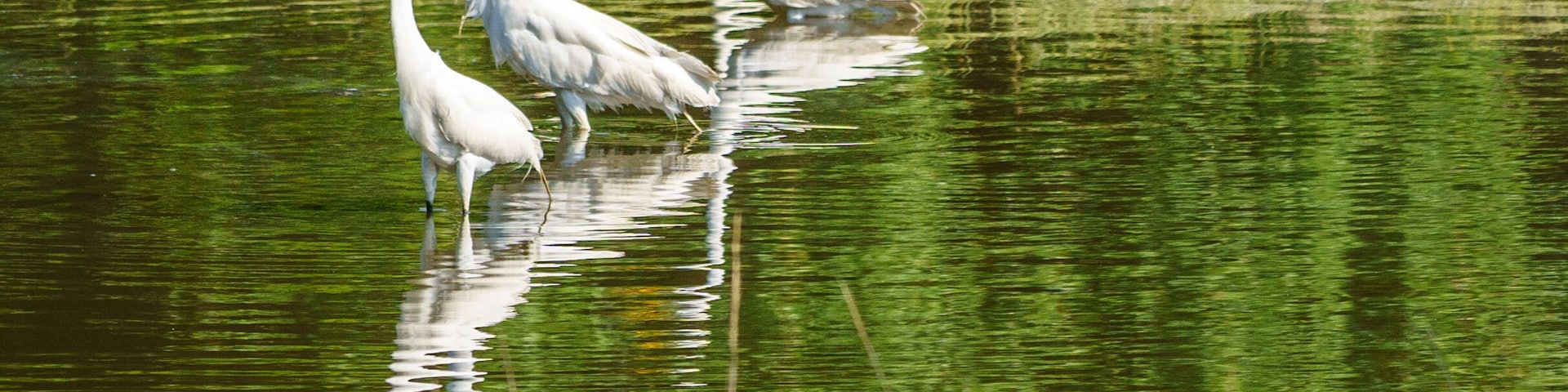 Egrets and Storks in the Marsh, Jenkin's Point