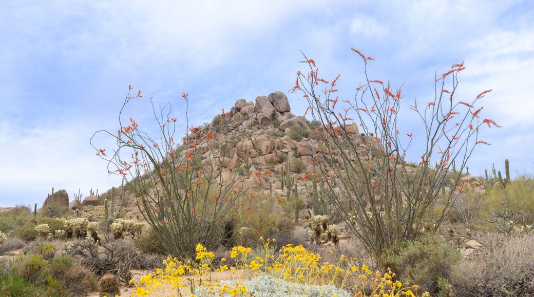 Arizona desert blooming in Spring time butte with wildflowers framed by Ocotillo located near Scottsdale.