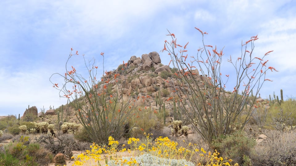 Arizona desert blooming in Spring time butte with wildflowers framed by Ocotillo located near Scottsdale.