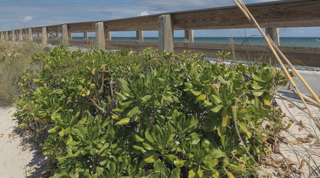 เดอะดูนส์