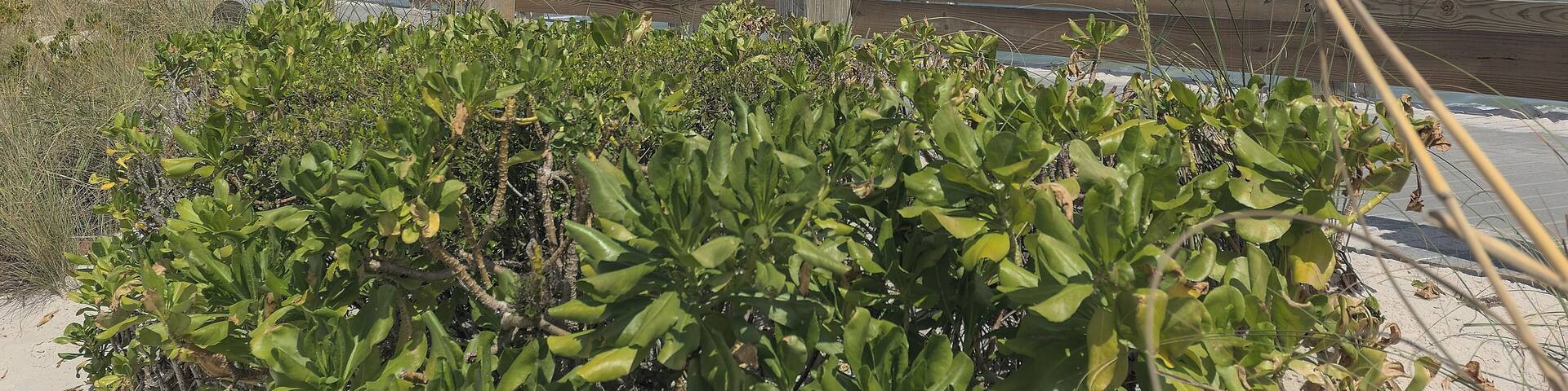 View of Atlantic Ocean at Vero Beach Florida looking east as seen through dune grasses and bushes by boardwalk