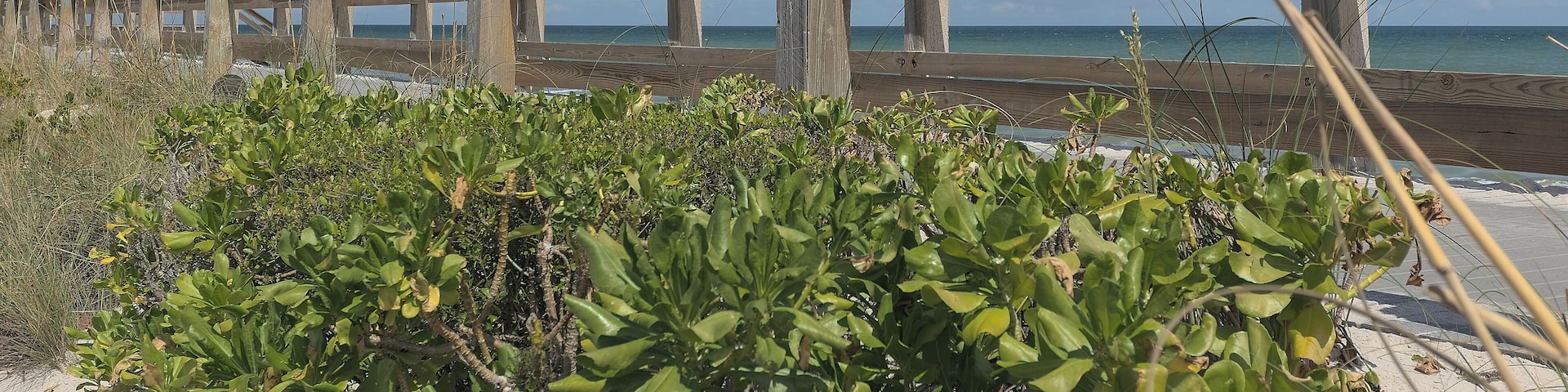 View of Atlantic Ocean at Vero Beach Florida looking east as seen through dune grasses and bushes by boardwalk