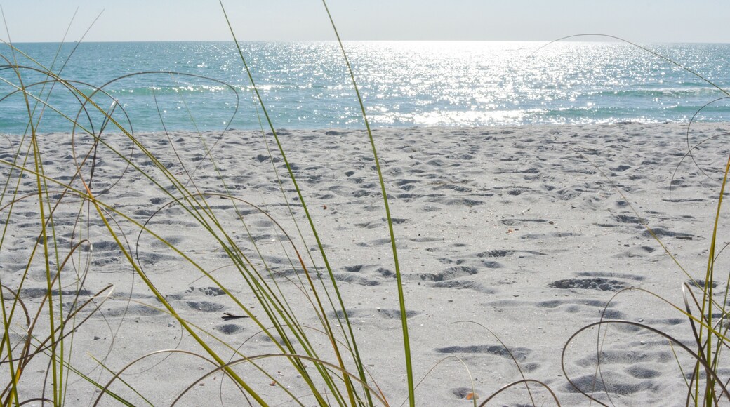 บาฮามา ชอร์ส