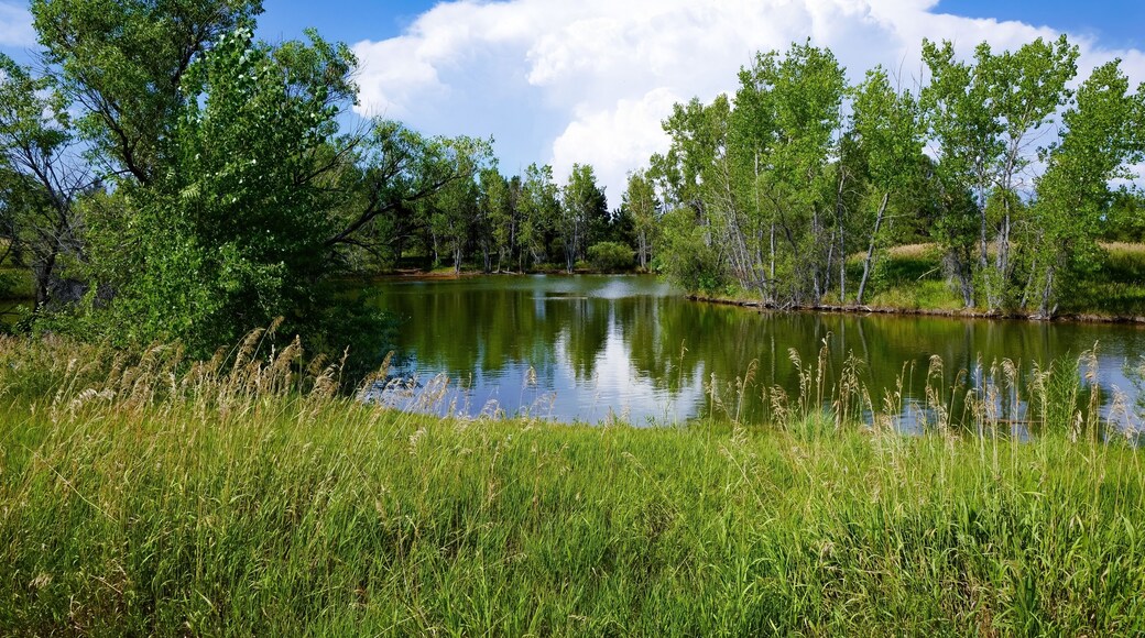 A pond encircled with native grasses, green trees and a beautiful sky with white clouds at Historic Belmar Park, in Lakewood, Colorado.