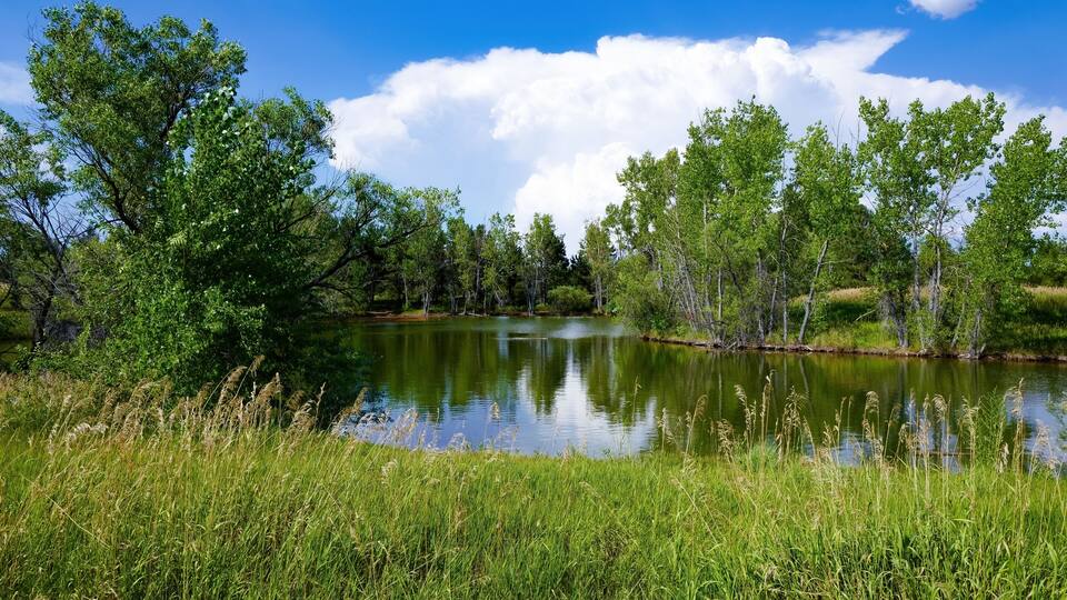 A pond encircled with native grasses, green trees and a beautiful sky with white clouds at Historic Belmar Park, in Lakewood, Colorado.