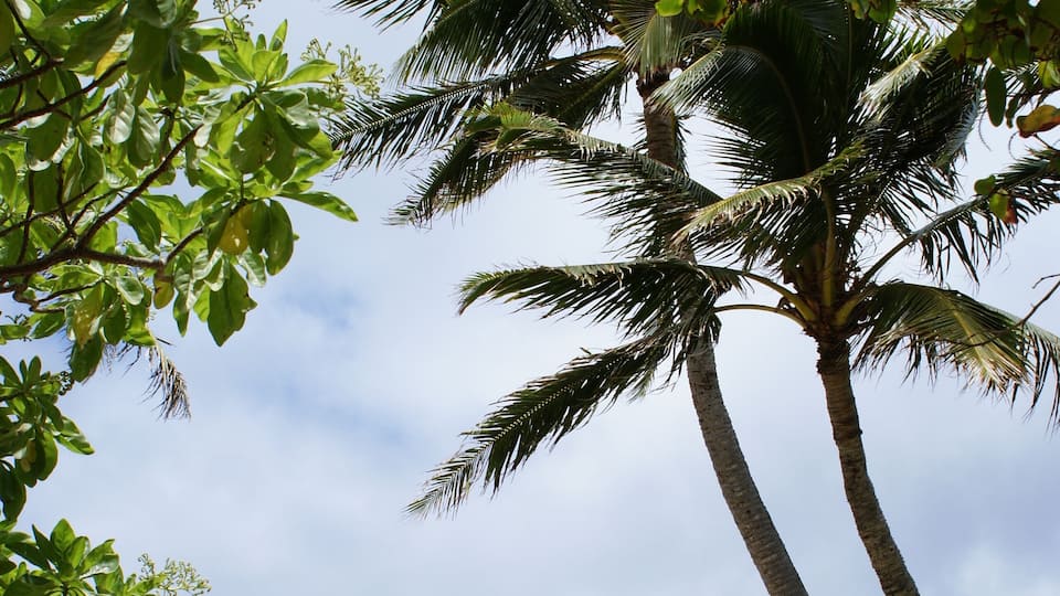 A dreamy beach you won't want to miss out on when visiting Oahu. #Adventure #travel #tropicalvibes #island #paradise #hawaii #lanikai #beach #tropicalgetaways #beautifuldestinations #vacationspots #picturesque #dreamybeach