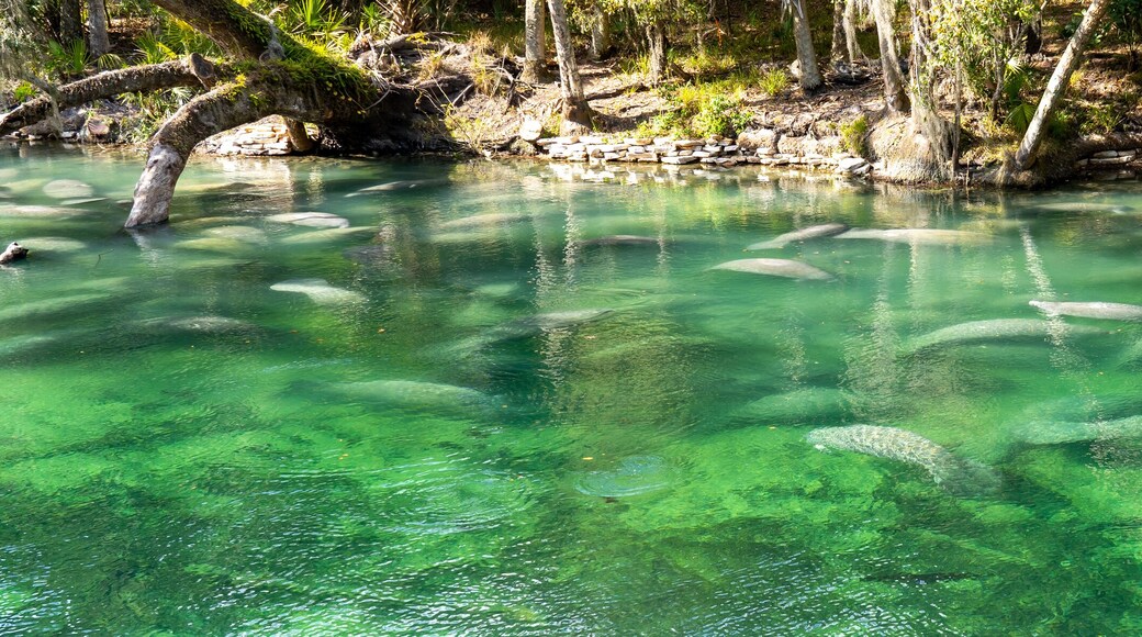 A herd of Florida Manatee (Trichechus manatus latirostris) swimming in the crystal-clear spring water at Blue Spring State Park in Florida, USA, a winter gathering site for manatees.