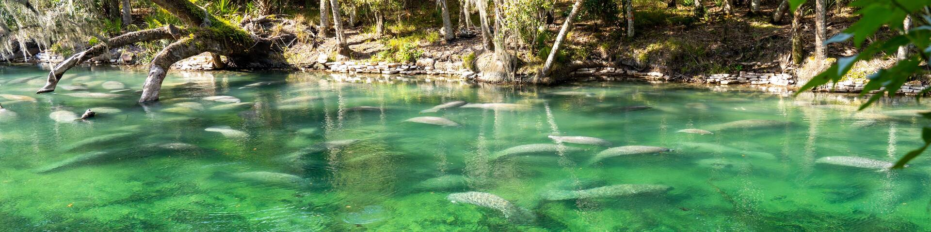 A herd of Florida Manatee (Trichechus manatus latirostris) swimming in the crystal-clear spring water at Blue Spring State Park in Florida, USA, a winter gathering site for manatees.
