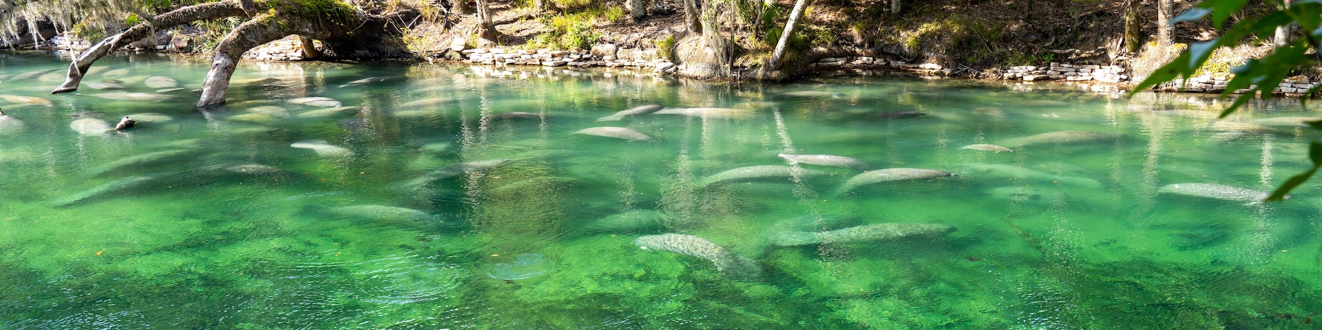 A herd of Florida Manatee (Trichechus manatus latirostris) swimming in the crystal-clear spring water at Blue Spring State Park in Florida, USA, a winter gathering site for manatees.