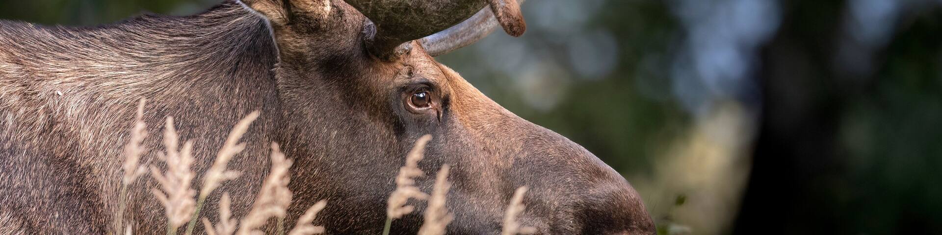 A moose with large antlers in a natural setting with grass and trees.