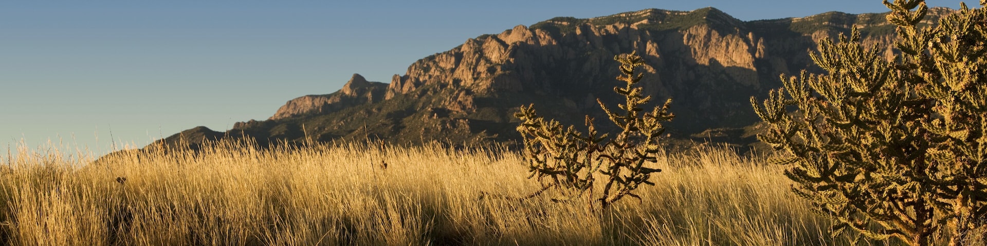 A desert landscape with tall grasses, a cactus, and a mountain in the background.