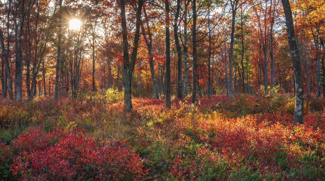 Lehigh Gorge's Golden Light