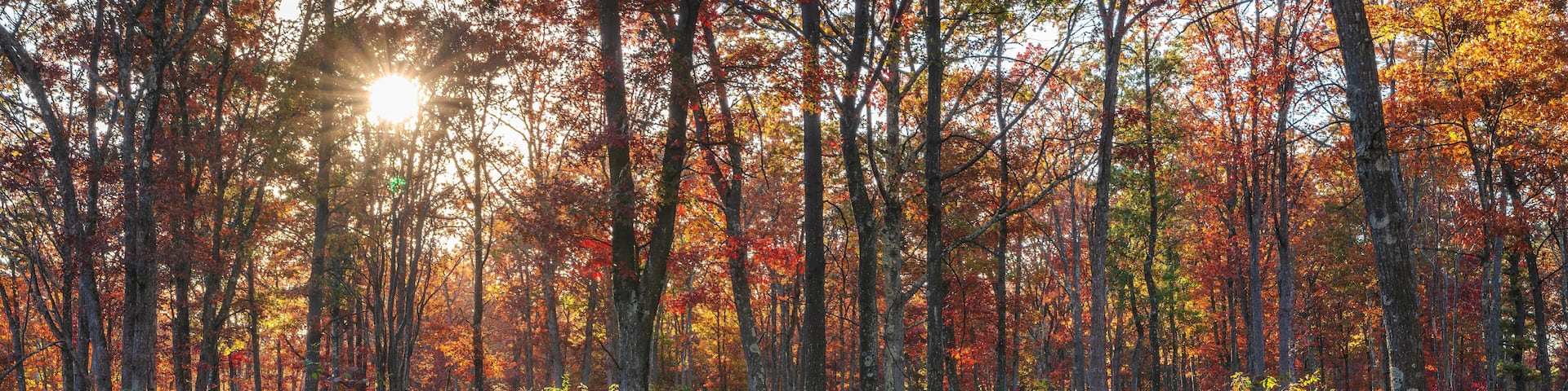Lehigh Gorge's Golden Light