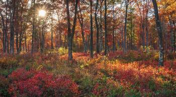 Lehigh Gorge's Golden Light