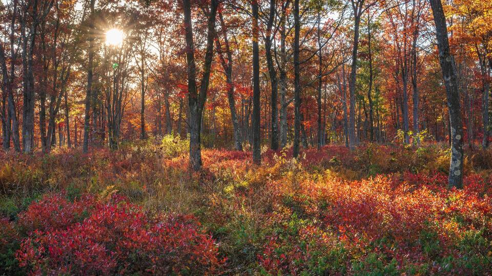 Lehigh Gorge's Golden Light