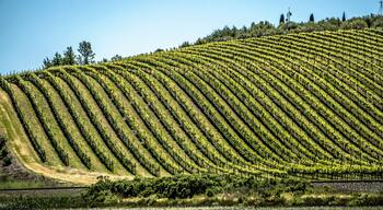 ์ฃผ๋์ด ์ปฌ๋ฆฌ์ง ๋ค์ด๋ฒํ๋ ์ด์์์์ด์
