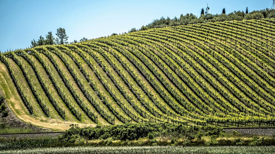 sonoma and napa valley vinyards in california
