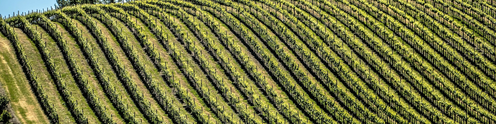 sonoma and napa valley vinyards in california