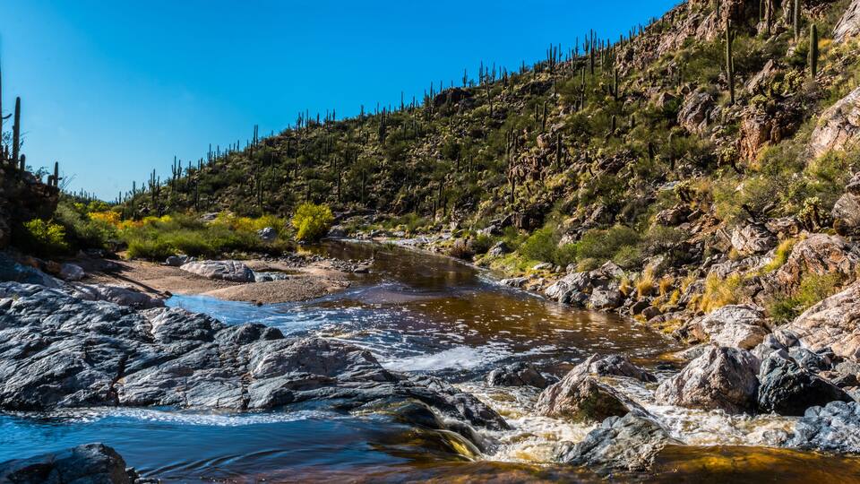 Lower Tonque Verde Canyon, Rincon Mountain District, Saguaro National Park, Arizona, USA