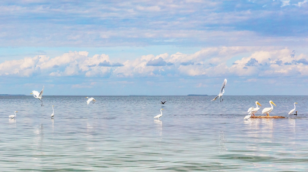 Bird refuge wildlife background panorama banner of nature landscape ocean birds in Key West, Florida. Animals of the USA.