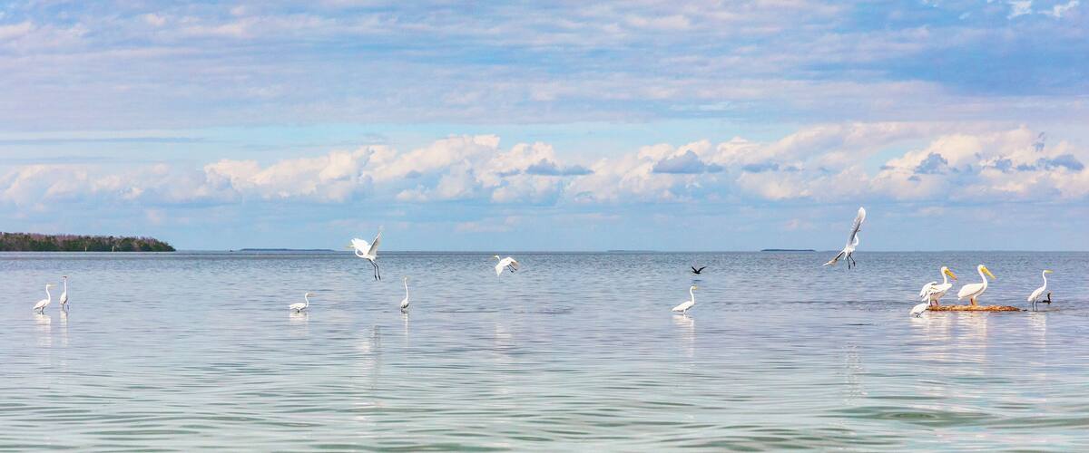 Bird refuge wildlife background panorama banner of nature landscape ocean birds in Key West, Florida. Animals of the USA.