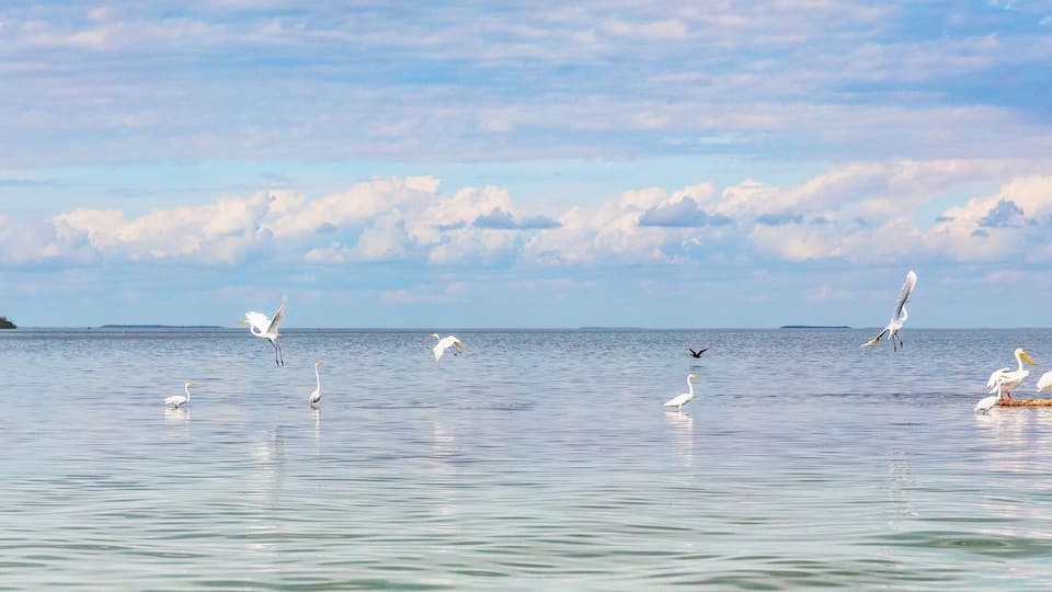 Bird refuge wildlife background panorama banner of nature landscape ocean birds in Key West, Florida. Animals of the USA.