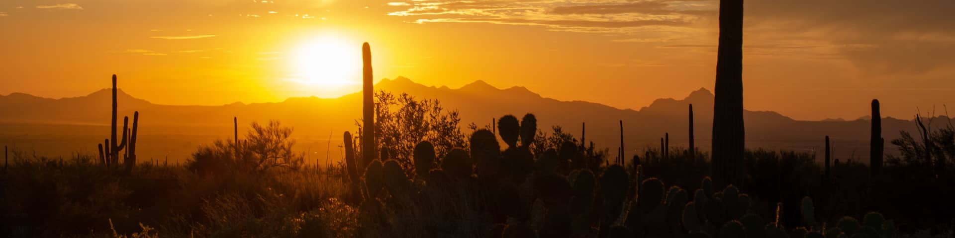 Saguaro Silhouette Cactus Against Sunset Sky