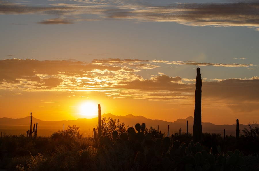 Saguaro Silhouette Cactus Against Sunset Sky