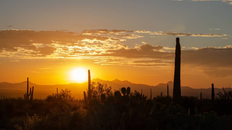 Saguaro Silhouette Cactus Against Sunset Sky