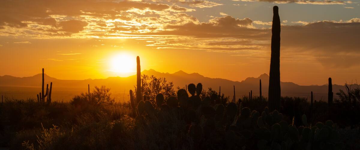 A desert landscape at sunset with cacti and a mountain range in the background.