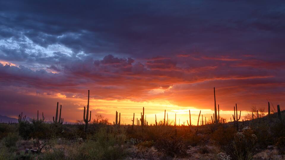 Arizona Sunset With Saguaros