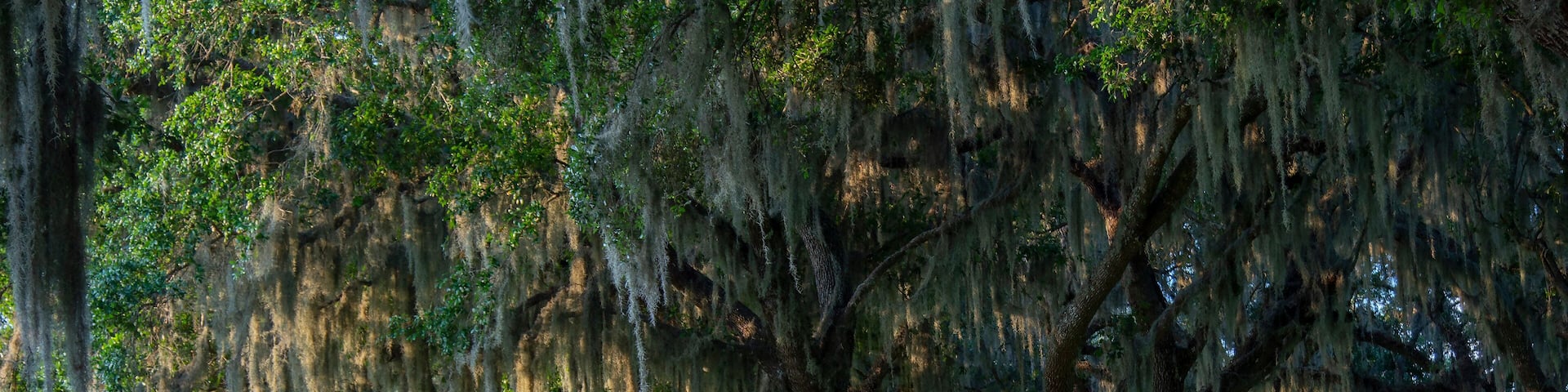 A beautiful central Florida ranch.