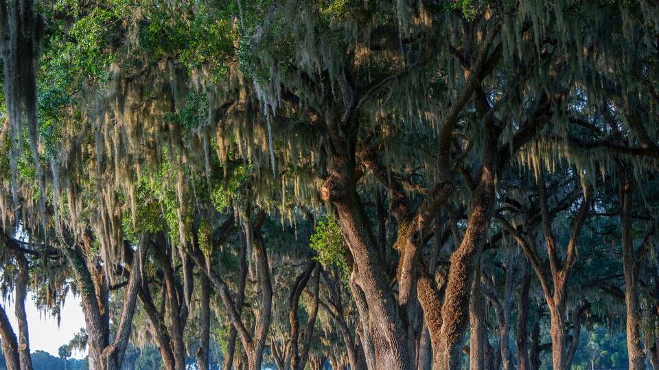 A beautiful central Florida ranch.