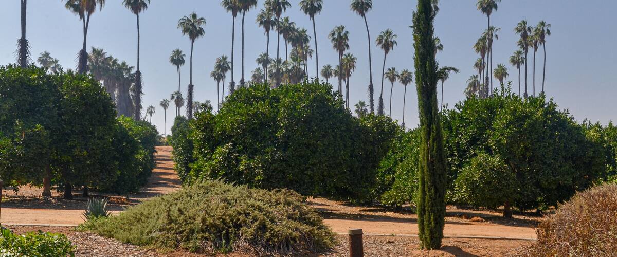 fruit trees and palms in California Citrus State Historic Park (Riverside, California, USA)