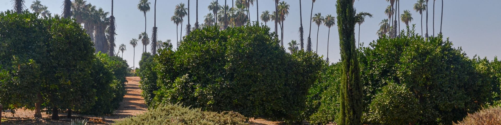 fruit trees and palms in California Citrus State Historic Park (Riverside, California, USA)