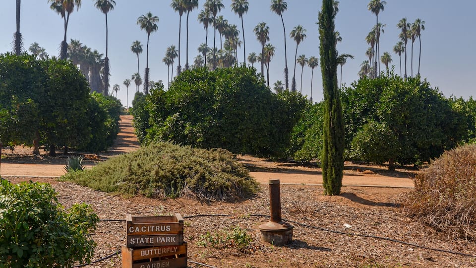 fruit trees and palms in California Citrus State Historic Park (Riverside, California, USA)