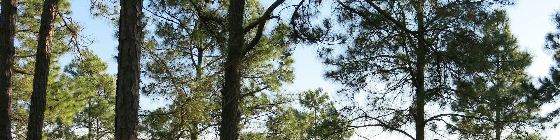 Hilton Head Nature Beach with Trees and Boardwalk Leading to Ocean in South Carolina