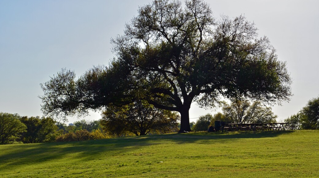 A large live oak tree is outlined in a Texas park.