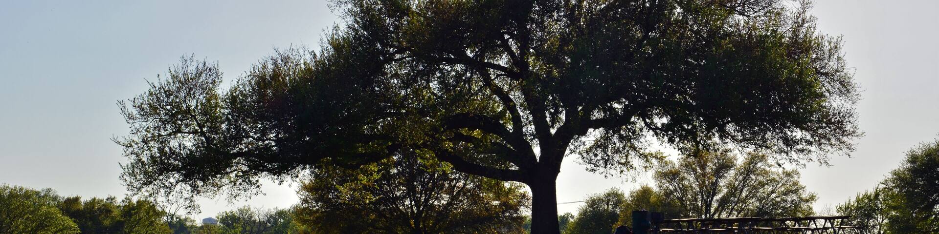 A large live oak tree is outlined in a Texas park.